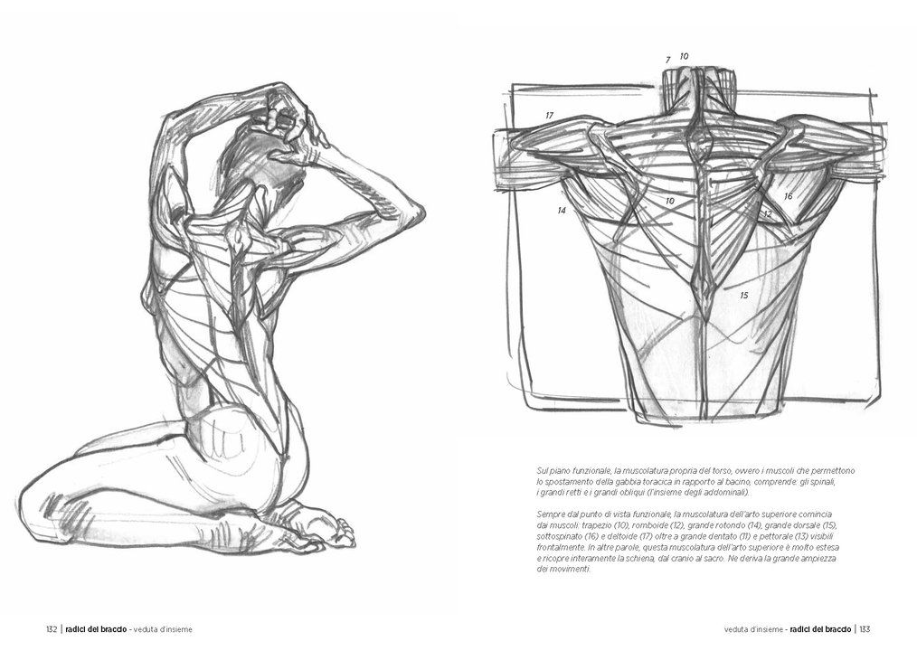 Anatomia artistica  3