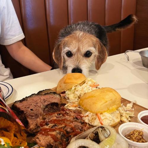 양주 반려견동반식당 루이스타운